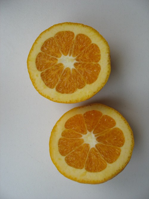 HAMLIN řez plodu 22.2.2011