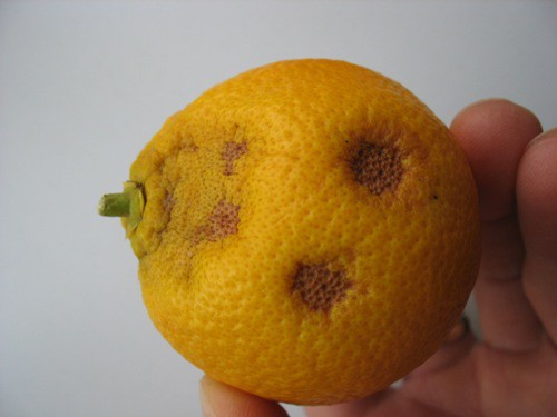 HAMLIN poškození plodů na zimovišti