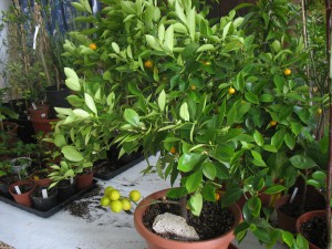 na zimovišti 17.1.2010