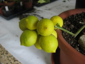 na zimovišti 17.1.2010