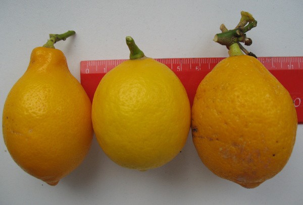 2 Meyeři a plod z podnože kalamondinu(vlevo)