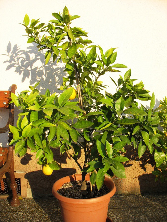 Hamlin -květen 2011