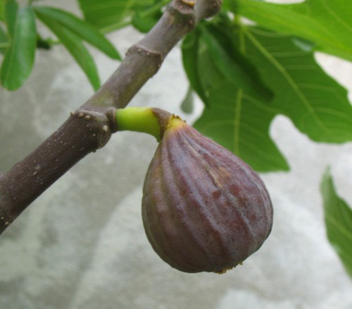 fík - květen 2011-plod z podzimu 2010.jpg