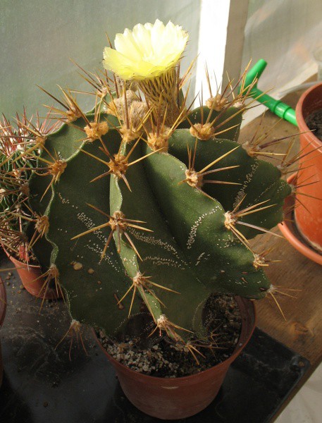 astrophytum-ornatum-rostlina-6-2011.jpg