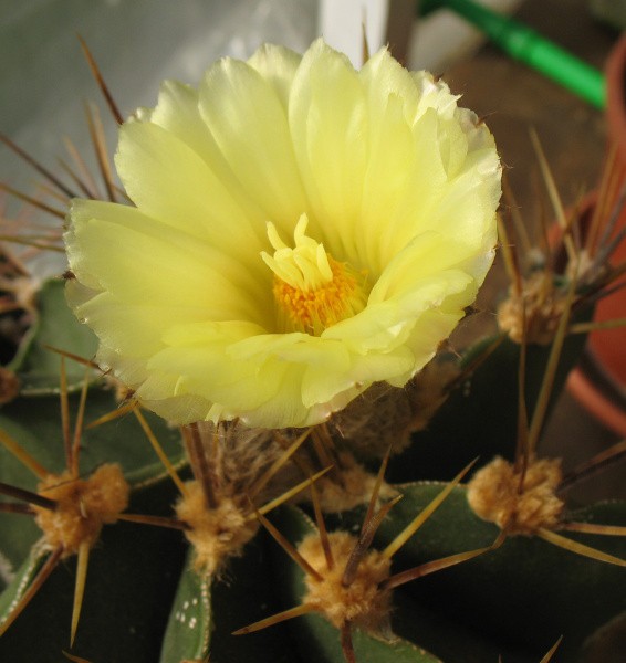 astrophytum-ornatum-6-2011.jpg