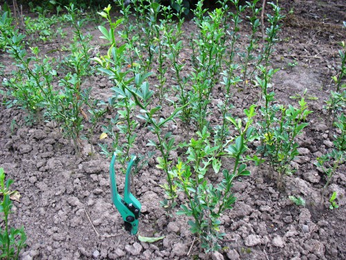 vysev-2010-trifoliata.jpg