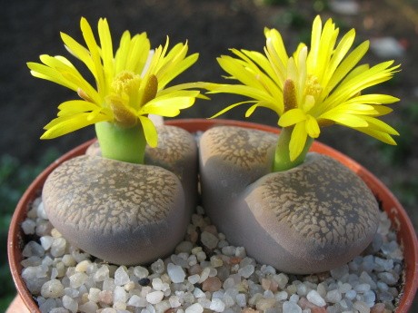 Lithops (původem z Hornbachu)