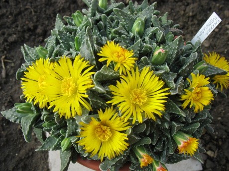 Faucaria tubrculosa
