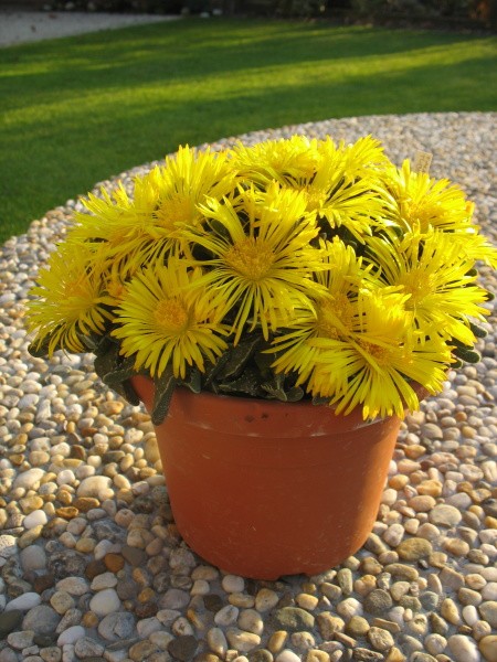 Faucaria tuberculosa