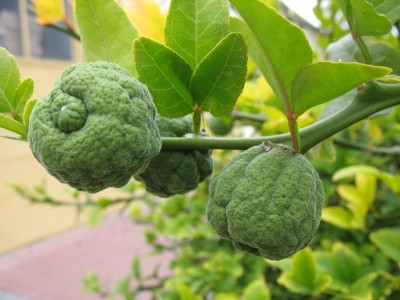 plody z letního kvetení