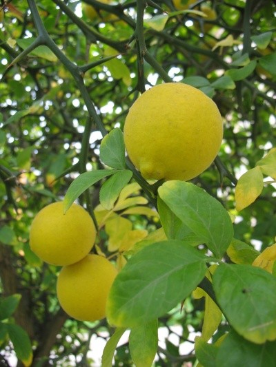 plody z jarního kvetení