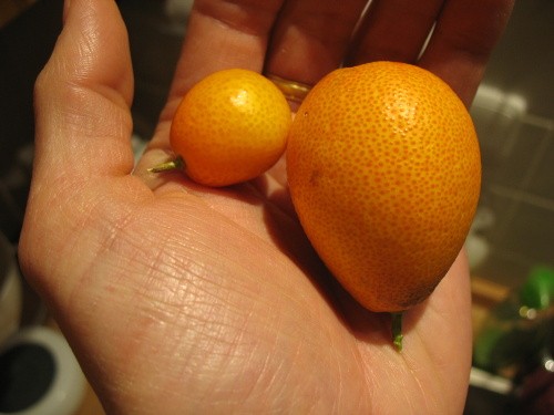 marumi vlevo-centenial variegated -margarita vpravo