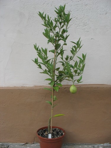 centenial variegated