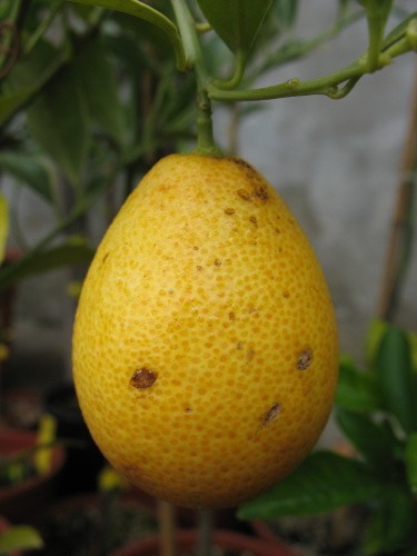 centenial variegated říjen 2008