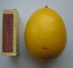 citroník Meyer