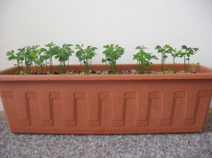 rostlinky jeden měsíc po vysetí