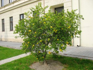 24.9.2010 rostlina.jpg