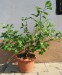 015 Citrus meyeri 20.9.2009